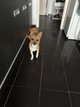 Kiko , chihuahua/jack Russel
