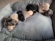 Chiots Spitz nains et petits