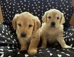 Chiot golden