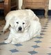Chiot golden