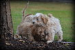 Chiots Maltipoo