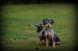 Chiots Pinscher