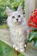 [New] 2 Splendides chatons Maine Coon Shaded
