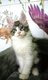 3 Chatons Maine Coon à vendre