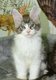 3 Chatons Maine Coon à vendre