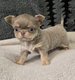 Chihuahua disponible à la réservation