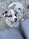 Chiot Border Collie mâle