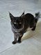 Maincoon mâle black smoke adulte