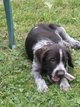 Chiot drahthaar