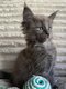 Splendides chatons bleues smokes