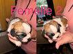 Adorables chiots shihtzu à réserver