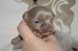 Superbes chiots chihuahua bleu, lavande