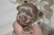 Superbes chiots chihuahua bleu, lavande