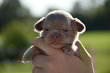 Superbes chiots chihuahua bleu, lavande