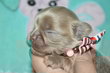 Superbes chiots chihuahua bleu, lavande