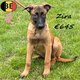 Chiots Malinois (Zira & Zeno) à vendre
