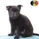 Schipperke - chiots belges à vendre