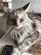 Maine coon reproductrice