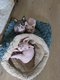 ✨ deux adorables chatons Sphynx cherchent...