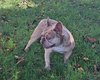 Bouledogue français  mâle Isabella Merle 3 ans