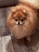 Spitz