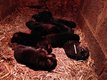 Chiots bergers allemands