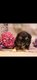 Lhassa apso nain