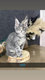 4 magnifique maine coon