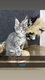 4 magnifique maine coon