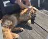 Berger allemand femelle à donner
