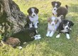 Chiots berger americain miniature avec Pedigree