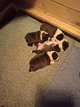 Chiots Boston Terrier à vendre