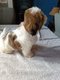 Shih- tzu