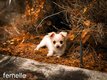 Chihuahua papillon