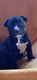 Chiot am staff