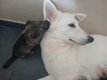 Une portee de chiots croises berger suisse et...