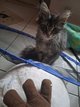 Femelle Maine coon de 4 mois