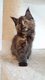Chatons Maine Coon grands gabarits, lignées de...