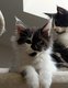 Chatons Maine Coon grands gabarits, lignées de...