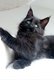 Chatons Maine Coon grands gabarits, lignées de...
