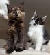 Chatons Maine Coon grands gabarits, lignées de...