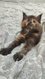 Chatons Maine Coon grands gabarits, lignées de...