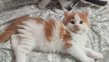 Chatons Maine Coon grands gabarits, lignées de...