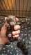 Bébés chihuahuas chocolat mâle et Femelle