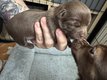Bébés chihuahuas chocolat mâle et Femelle