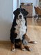 Saillie Barney - grand Bouvier Bernois