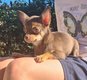Chiots chihuahua chocolat poils courts