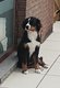 Chiot bouvier bernois de 4 mois
