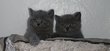 💙3 chatons British Shorthair 💙