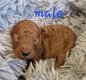 Magnifique petits caniche nain